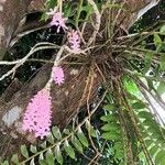 Dendrobium secundum Квітка