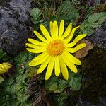 Senecio condimentarius