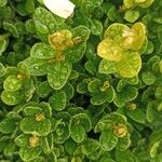 Buxus microphyllaFuelha