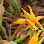 Crocosmia aurea Blüte