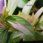 Barleria observatrix Leaf