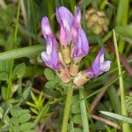 Astragalus danicus Floare