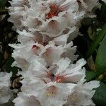 Rhododendron × geraldii Flower