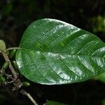 Malanea hypoleuca Leaf