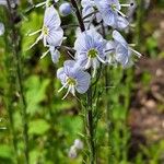 Veronica gentianoides Flower