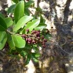 Embelia angustifolia ഫലം