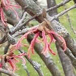 Hamamelis × intermedia Çiçek