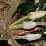 Cecropia peltata Fruit