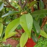 Manilkara zapota Leaf