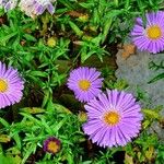 Symphyotrichum novi-belgii Outro