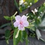 Mirabilis longiflora പുഷ്പം