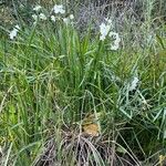 Narcissus papyraceus Habit