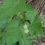 Matelea reticulata Celota