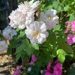 Rosa moschata 叶