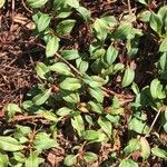 Polygonum cognatum Hoja