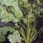 Beta vulgaris List