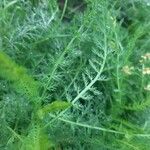 Achillea tomentosa Blad