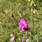 Lathyrus heterophyllus Flower