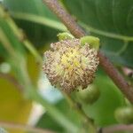 Hancea integrifolia Flower