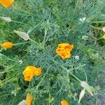 Eschscholzia californica Flors