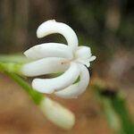 Psychotria roseotincta Bloem