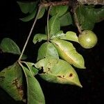 Leeuwenbergia africana Hoja