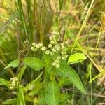 Penthorum sedoides Flower