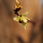 Hexalobus monopetalus फूल