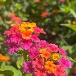 Lantana camaraKwiat