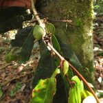 Gilbertiodendron diphyllum Bark