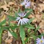 Symphyotrichum oolentangiense 葉