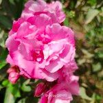 Rosa gallica Квітка