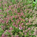 Thymus pulegioidesFlower