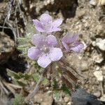 Phacelia cryptantha ফুল