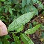Eurya acuminata Hoja