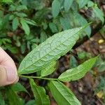 Eurya acuminata Leaf