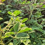 Crotalaria goodiiformis Φύλλο