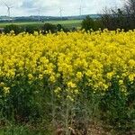 Brassica napus ശീലം