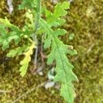 Senecio sylvaticus Feuille