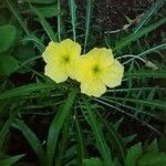 Oenothera triloba Λουλούδι