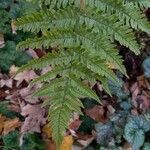 Dryopteris erythrosora 葉