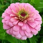 Zinnia peruvianaЦвят