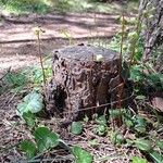 Pyrola chlorantha Hábito
