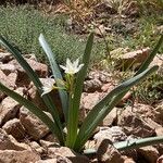 Pancratium illyricum Virág