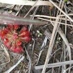 Drosera spatulata পাতা