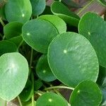 Pilea peperomioides Leaf