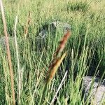 Carex appropinquata List