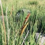 Carex appropinquata Hoja