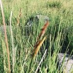 Carex appropinquata Leaf