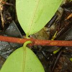 Pycnobotrya nitida Φύλλο